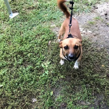 Udane czipowanie zwierzaków w Radomsku