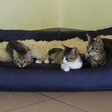 Adoptuj kotka za złotówkę