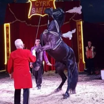 Zgarnij wejściówkę do Cyrku Safari