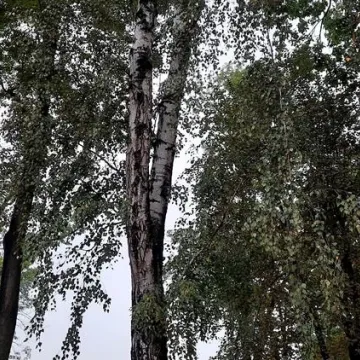 Brzoza w Parku Świętojańskim nie będzie już stwarzać zagrożenia