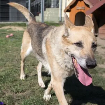 Podaruj seniorowi domek, by na zawsze merdał mu ogonek