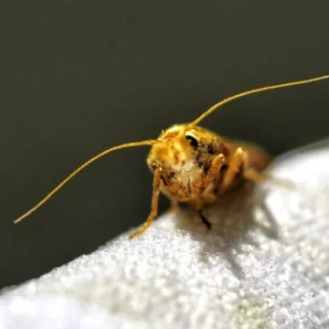 Wabili owady do światła