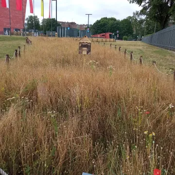 Betonoza kontra łąki kwietne