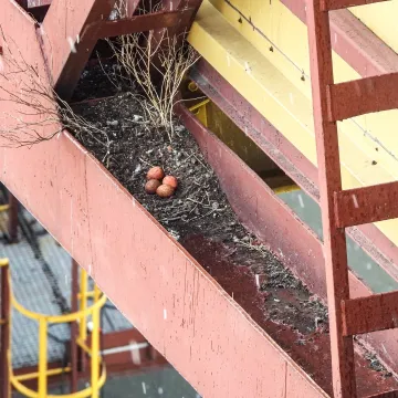 Sokoły wędrowne z Elektrowni Bełchatów czekają na potomstwo