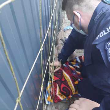 Policjanci z Kamieńska pomogli rannej sarnie