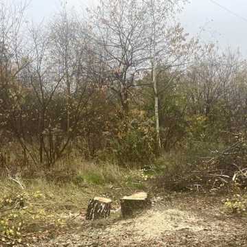 Radny Rząsowski: prezydent wycina kolejne drzewa