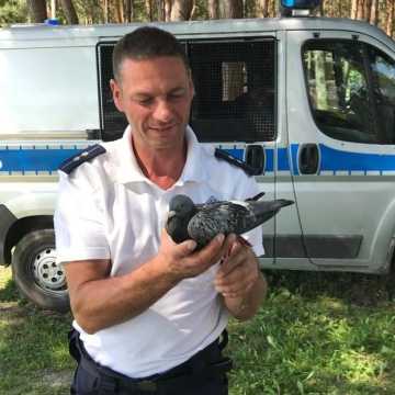Piotrków Tryb.: policjanci uratowali gołębia