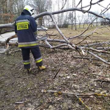 Wiatr powalił drzewo. Interweniowali strażacy