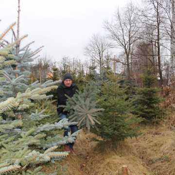 Choinkobranie w Radomsku. Można było samemu wyciąć świąteczne drzewko