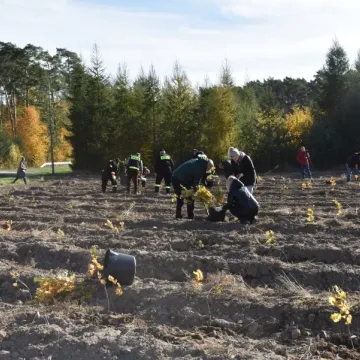 Wspólnie sadzili las