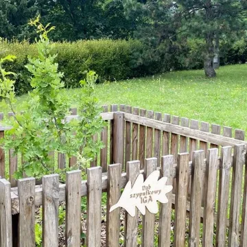 „Iga” – takie imię nosi od dziś dąb w Radomsku. To potomek dębu „Bartek”