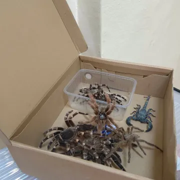 WOŚP 2023: W Gomunicach kwestuje m.in. wąż oraz legwan Stefan