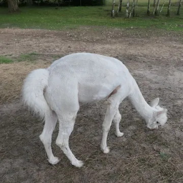 Inauguracja wakacji w Stajni Gowarzów. Były atrakcje dla całych rodzin