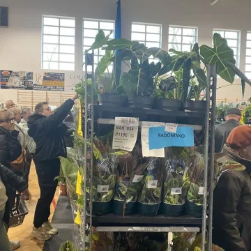 Rośliny opanowały Radomsko. Festiwal Roślin odbył się po raz pierwszy