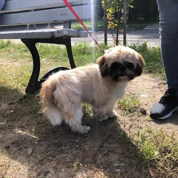 Udane czipowanie zwierzaków w Radomsku