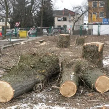 Marsz w obronie drzew już w sobotę