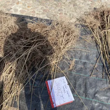 Zielone Radomsko. Darmowe sadzonki dla mieszkańców