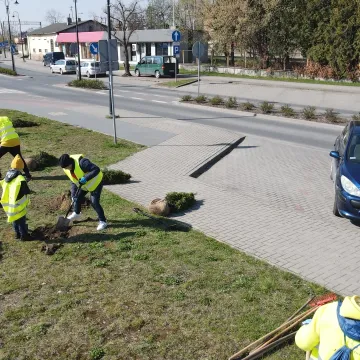 W Radomsku posadzono ponad 300 bratków w żółtym i niebieskim kolorze