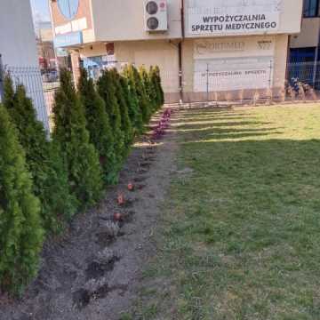 Przy „ekonomiku” w Radomsku powstaje ogród kieszonkowy