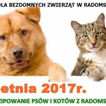  Bezpłatne czipowanie psów i kotów w Radomsku 