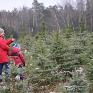 Wybierz wymarzoną choinkę z Nadleśnictwem Radomsko