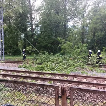 Powalone drzewo na torach