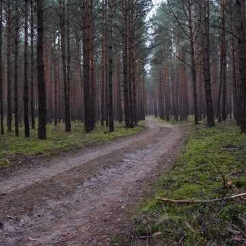 Leśne krajobrazy na plenerze fundacji „Foto POZYTYW”
