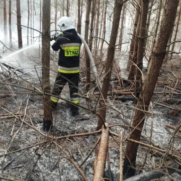 [WIDEO] Spłonęło 3,5 hektara poszycia w Szczepocicach Rządowych