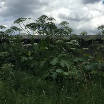 Groźny barszcz niedługo zniknie