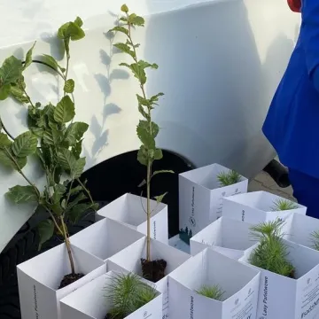 Poseł Anna Milczanowska rozdawała sadzonki z autografem pary prezydenckiej