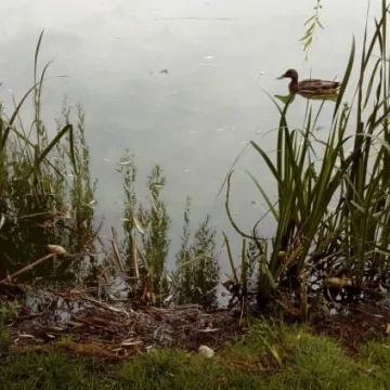 Śnięte ryby w parku Świętojańskim