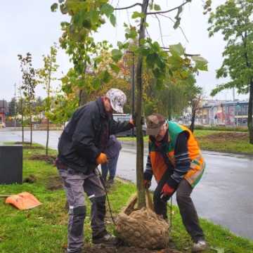 W Radomsku sadzone są nowe drzewa. To realizacja projektu budżetu obywatelskiego