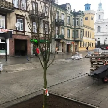 Na Reymonta pojawiły się drzewa