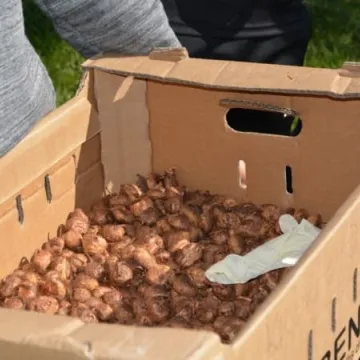 Krokusy zakwitną na „Wielorybku”