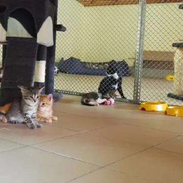 Adoptuj kotka za złotówkę