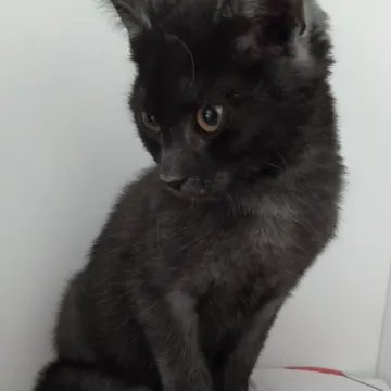 Sukces pierwszego odcinka programu „Przygarnij Mnie”. Sasza ma nowy dom