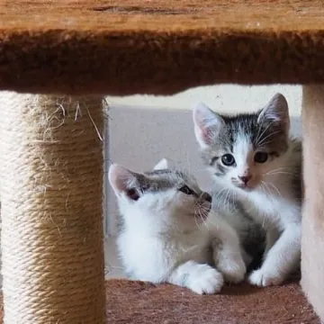 Adoptuj kotka za złotówkę