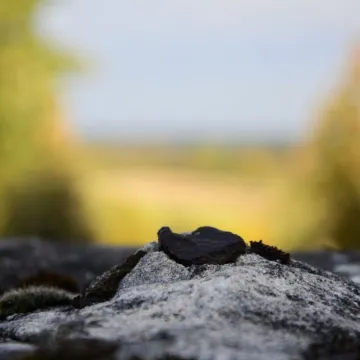 Foto Pozytyw edukuje w Niechcicach