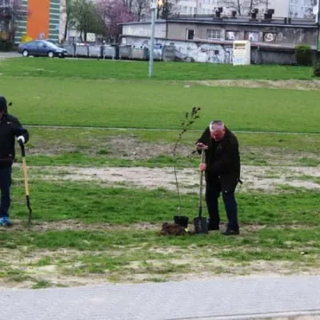 Samorządowcy z Platformy Dialogu sadzili drzewa