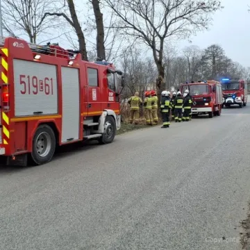 Strażacy uratowali sarnę uwięzioną na zamarzniętym stawie