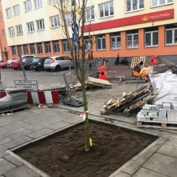 Na Reymonta pojawiły się drzewa