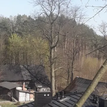 Nowy pomnik przyrody w Radomsku