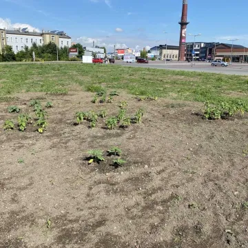 Ogródek warzywny przy Interku w Radomsku
