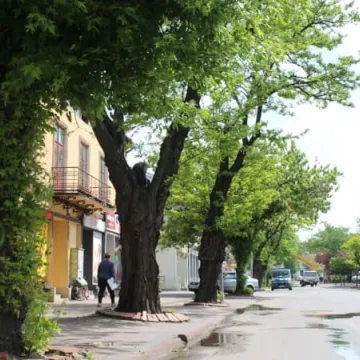 Drzewa na ulicy Reymonta poszły pod topór