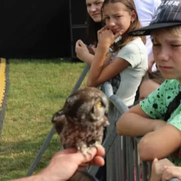 Dni Radomska 2018: Pokazy sokolnika