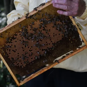 Piotrków Tryb.: rekordowy rok miejskiej pasieki