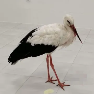 Uratowali rannego bociana