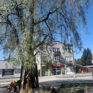 Sprawdzają odporność topoli oraz wierzby z ul. Żeromskiego w Radomsku