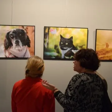 Cztery łapy w obiektywie 