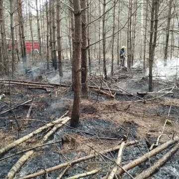 [WIDEO] Spłonęło 3,5 hektara poszycia w Szczepocicach Rządowych